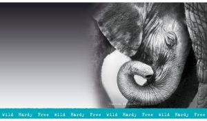 Black-and-white portrait baby elephant on a blurry background