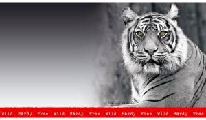 Black-and-white portrait of a green-eyed Sumatra tiger on a blurry background