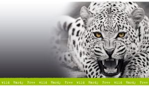 Black-and-white portrait of a yellow-eyed African leopard on a blurry background