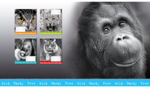 Black-and-white portrait of a brown-eyed orangutan on a blurry background