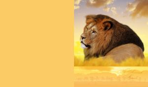 A portrait of a wild Barbary lion in a savannah on an ocher-yellow backdrop