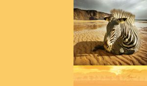 A portrait of a graceful zebra resting on a beach on an ocher-yellow backdrop