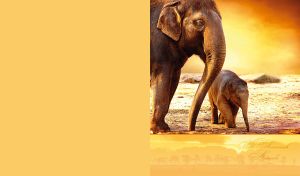 A portrait of an Asian elephant and her calf on an ocher-yellow backdrop