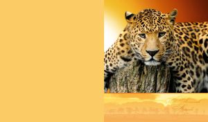 A portrait of a leopard resting on a tree stump on an ocher-yellow backdrop