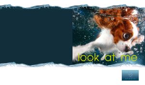 Look at Me | Playful Pups Learning to Swim in Close-up on White