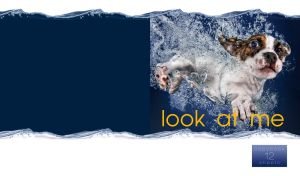 A funny Bull Terrier puppy learns to swim in navy water on a white background