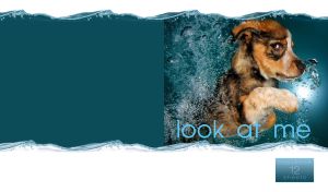 A sad German Shepherd puppy learns to swim in teal water on a white background
