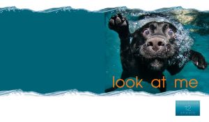 A funny Labrador Retriever learns to swim in teal water on a white background