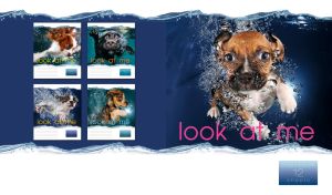 A sad Boxer puppy learns to swim in navy water on a white background