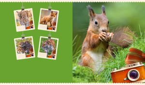 Picture of a red squirrel in the wild with a walnut against a green background
