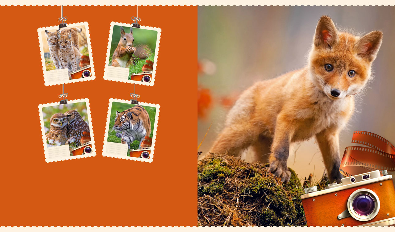 Picture of a red fox cub playing in the wild against an orange background