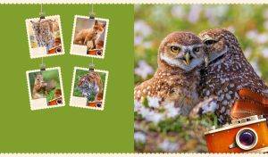Picture of burrowing owlets resting in the wild against a light green background
