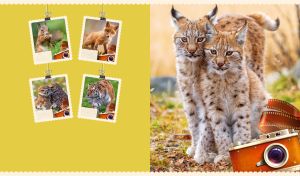 Picture of lynx cubs standing in the wild against an olive-yellow background