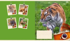 Picture of a Siberian tiger hunting in the wild against a green background