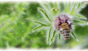 Macro Nature | Insects & Molluscs on Soft Edged Backdrops