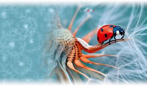 Macro of a ladybug on a dandelion on a teal blurred backdrop with soft edges