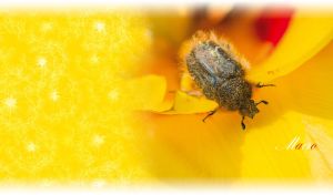 Macro of a scarab beetle on a petal on a yellow blurred backdrop with soft edges