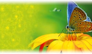 Macro of blue butterfly on a flower on a green blurred backdrop with soft edges