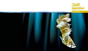 Golden Siamese fighting fish in abstract black and teal waters