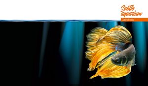 Yellow Siamese fighting fish in abstract black and teal waters