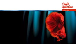 Dragon red Siamese fighting fish in abstract black and teal waters