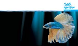 Yellow and blue Siamese fighting fish in abstract black and teal waters