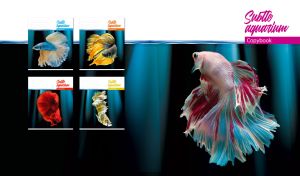 Multi-colored Siamese fighting fish in abstract black and teal waters