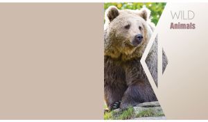 Wild grizzly bear on a geometrical pastel beige background