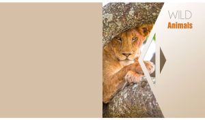 Wild Asiatic lioness on a tree against a geometrical pastel beige background