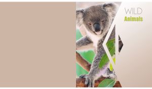 Wild koala on an Eucalyptus tree against a geometrical pastel beige background