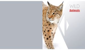 Wild Eurasian lynx on snow against a geometrical pastel grey background