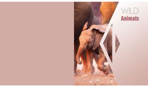 African bush elephant herd against a geometrical pastel pink background