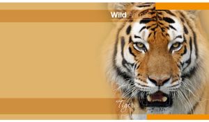 Portrait of a tiger fades into an ocher-yellow vignette background