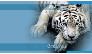 Portrait of a white tiger fades into a light blue vignette background