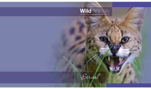 Portrait of a wild serval cat fades into a purple vignette background