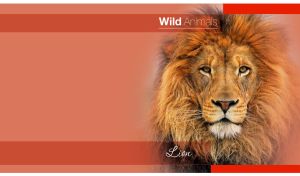 Portrait of a lion fades into a red vignette background