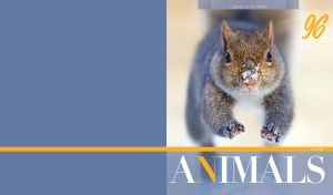Portrait of a squirrel on a grey-blue side background
