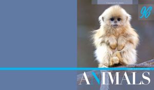 Portrait of a golden snub-nosed monkey on a grey-blue side background