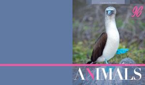 Portrait of a blue-footed booby on a grey-blue side background