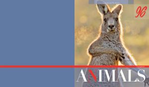 Portrait of a smiling kangaroo on a grey-blue side background
