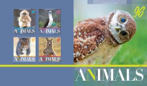 Portrait of a burrowing owlet on a grey-blue side background