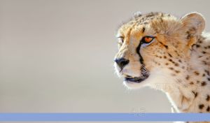 Africa | Wildlife Portrait Close-Ups on Pastel Gradients