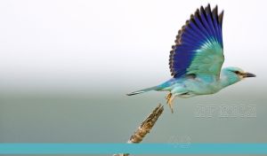 A close-up shot of a green roller bird on a pastel gray-white gradient