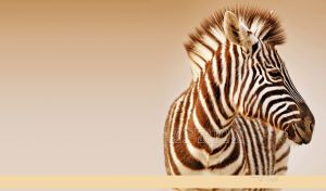 A close-up shot of a zebra on a pastel ocher gradient