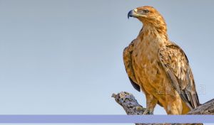 A close-up shot of a golden eagle on a pastel navy backdrop