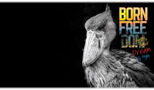 Close-up monochromatic portrait of a Shoebill Stork on a black backdrop