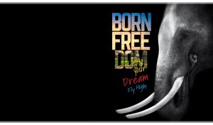 Close-up monochromatic portrait of an elephant on a black backdrop