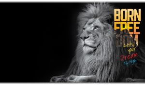 Close-up monochromatic portrait of a lion on a black backdrop