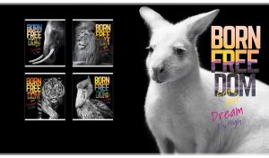 Close-up monochromatic portrait of white wallaby on a black backdrop