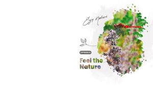 Ruddy Darter dragonfly on dry weed within yellow-green inkblot backdrop on white